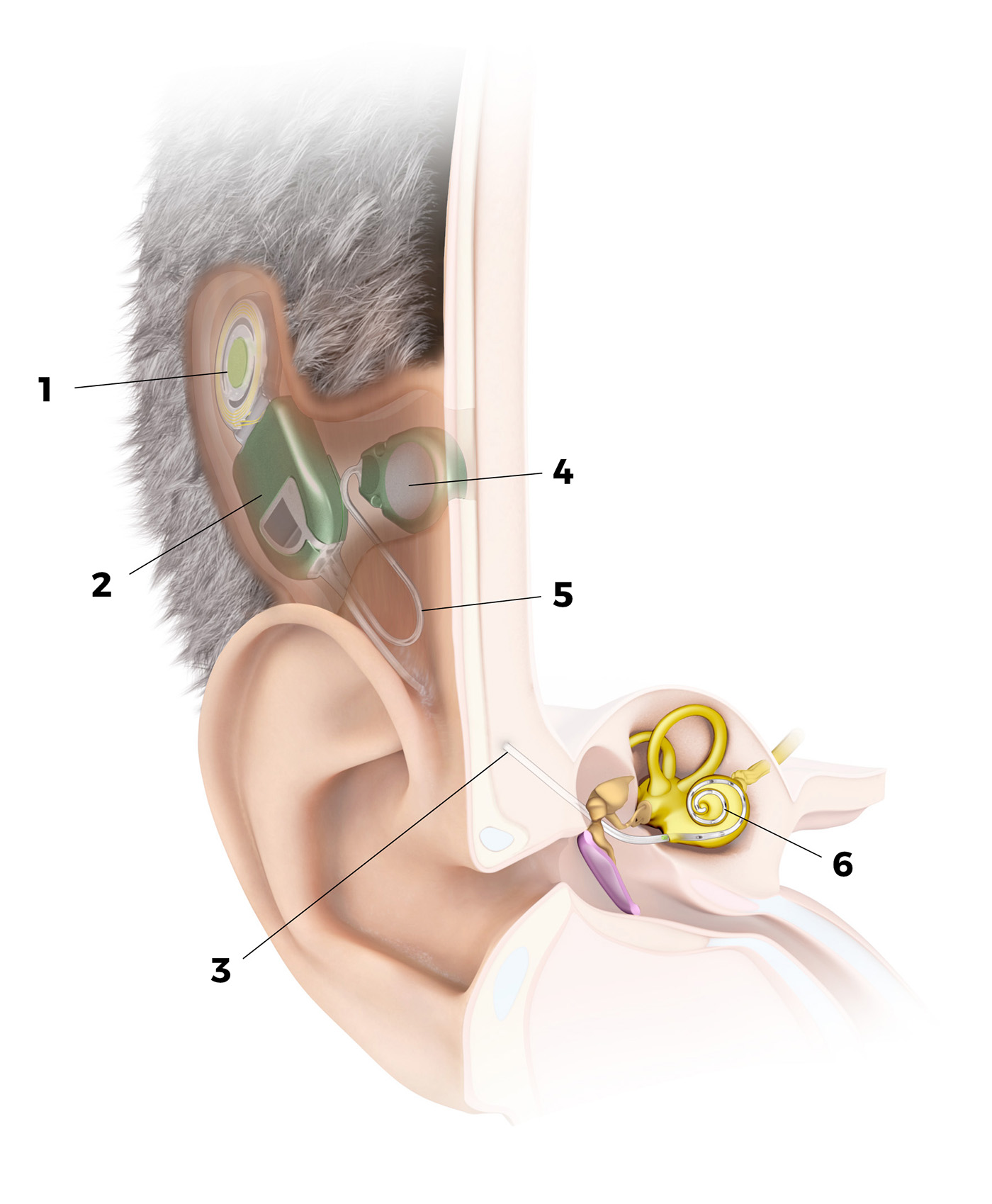 014_TICI_Anatomy_v003_80 Opacity_1_high res
